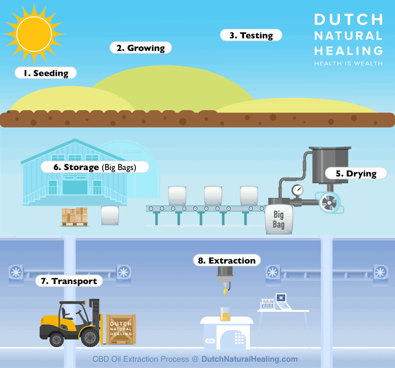 CBD-Öl | Anbau bis Abfüllung