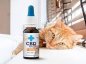 Preview: 2% CBD Öl 20ml für Katzen | Terpenfrei