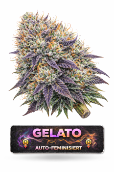 Gelato | 3 Cannabis Samen