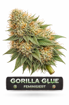 Gorilla Glue | 3 Cannabis Samen
