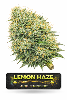 Lemon Haze | 3 Cannabis Samen