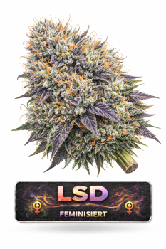 LSD | 3 Cannabis Samen