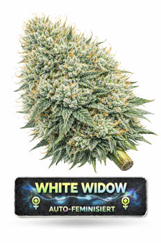 White Widow | 3 Cannabis Samen