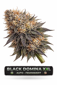 Black Domina XXL Auto-Feminisiert | 3 Cannabis Samen