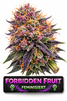 Forbidden Fruit | 3 Cannabis Samen