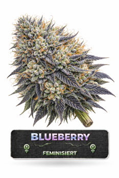 Blueberry | 3 Cannabis Samen