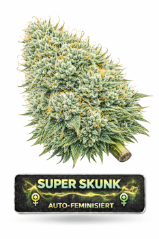 Super Skunk Auto-Feminisiert | 3 Cannabissamen