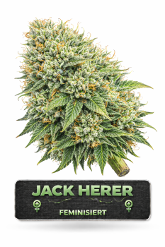 Jack Herer | 3 Cannabis Samen