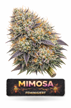 Mimosa | 3 Cannabis Samen