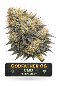 Godfather OG | 3 Cannabis Samen