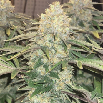 Godfather OG | 3 Cannabis Samen