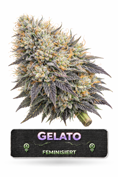 Gelato Feminisiert | 3 Cannabis Samen