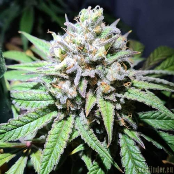 Gelato | 3 Cannabis Samen