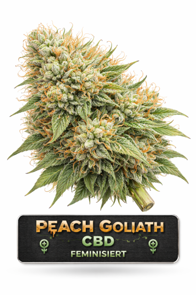 Peach Goliath CBD Feminisiert | 3 Cannabis Samen