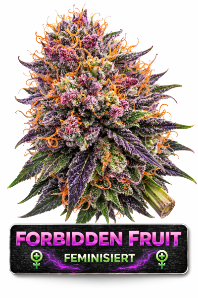 Forbidden Fruit | 3 Cannabis Samen