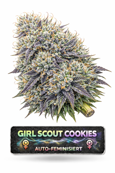 Girl Scout Cookies | 3 Cannabis Samen
