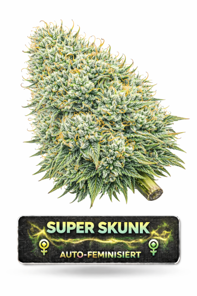 Super Skunk Auto-Feminisiert | 3 Cannabissamen