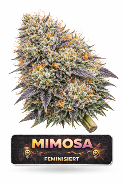 Mimosa | 3 Cannabis Samen
