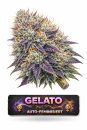 Gelato | 3 Cannabis Samen