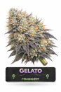 Gelato Feminisiert | 3 Cannabis Samen
