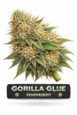Gorilla Glue | 3 Cannabis Samen