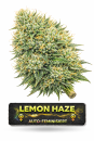 Lemon Haze | 3 Cannabis Samen