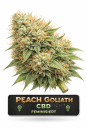 Peach Goliath CBD Feminisiert | 3 Cannabis Samen