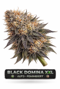 Black Domina XXL Auto-Feminisiert | 3 Cannabis Samen