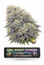 Girl Scout Cookies | 3 Cannabis Samen