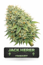Jack Herer | 3 Cannabis Samen
