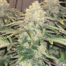 Godfather OG | 3 Cannabis Samen